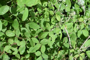 Long Bramble