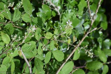 Long Bramble