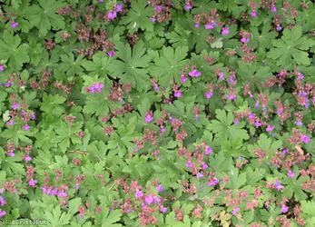 Rock Crane's-bill