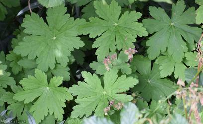 Rock Crane's-bill