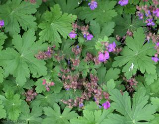 Rock Crane's-bill