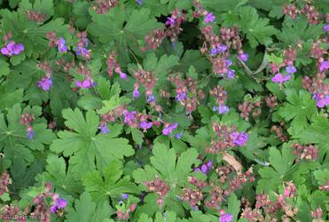 Rock Crane's-bill