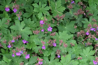 Rock Crane's-bill