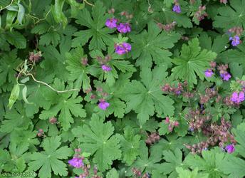 Rock Crane's-bill