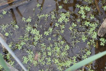 Blunt-fruited Water-starwort