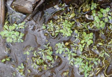 Blunt-fruited Water-starwort