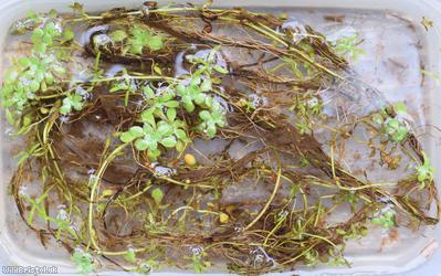 Blunt-fruited Water-starwort