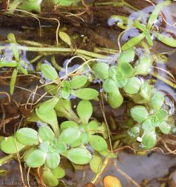 Blunt-fruited Water-starwort