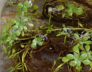 Blunt-fruited Water-starwort