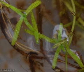 Blunt-fruited Water-starwort