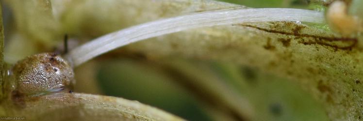 Blunt-fruited Water-starwort