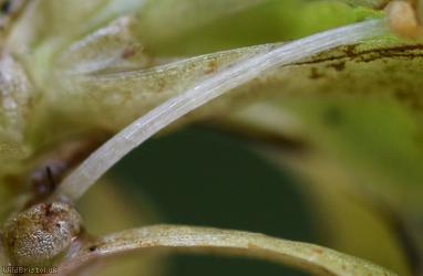 Blunt-fruited Water-starwort