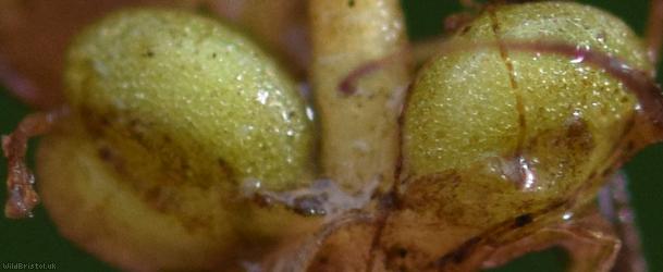Blunt-fruited Water-starwort