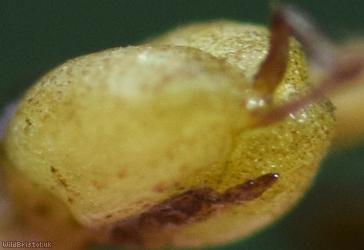 Blunt-fruited Water-starwort