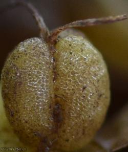 Blunt-fruited Water-starwort