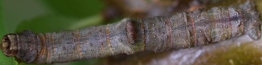 Oak Beauty