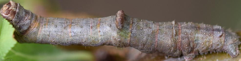 image for Oak Beauty