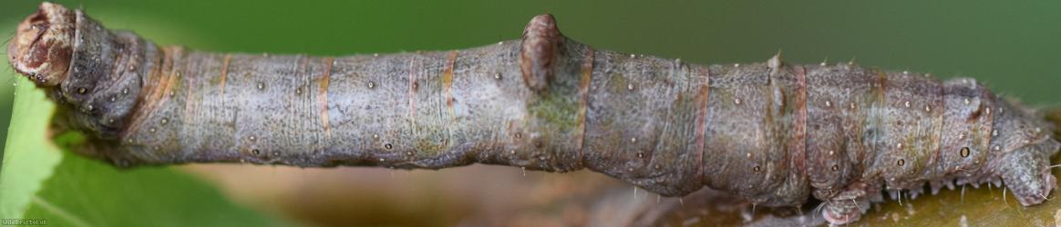 Oak Beauty