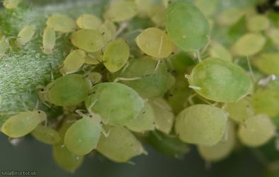 Small Bramble Aphid