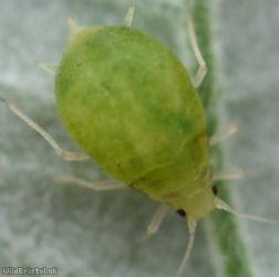 Small Bramble Aphid