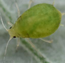 Small Bramble Aphid