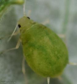 Small Bramble Aphid