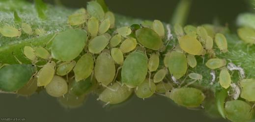 Small Bramble Aphid