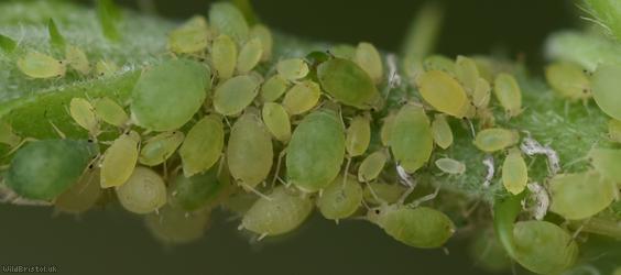 Small Bramble Aphid