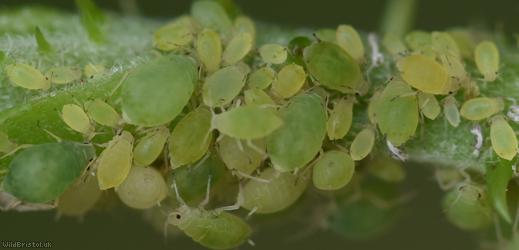 Small Bramble Aphid