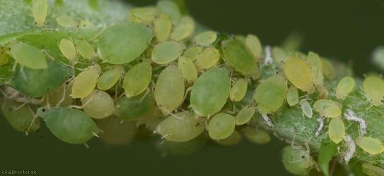 Small Bramble Aphid