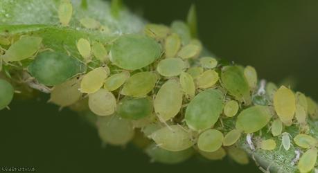 Small Bramble Aphid