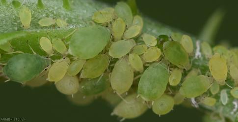 Small Bramble Aphid