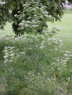 Hemlock