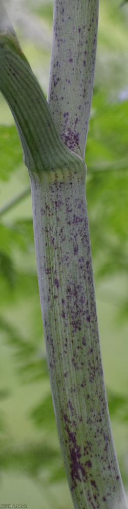 Hemlock