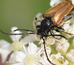 Fairy-ring Longhorn Beetle