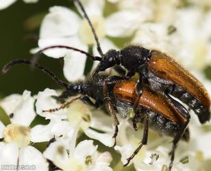Fairy-ring Longhorn Beetle