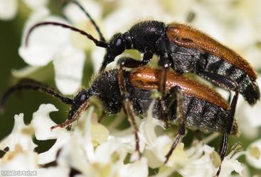 Fairy-ring Longhorn Beetle