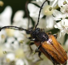 Fairy-ring Longhorn Beetle