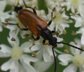 Fairy-ring Longhorn Beetle