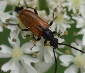 Fairy-ring Longhorn Beetle