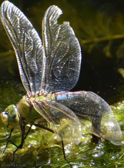 Lesser Emperor