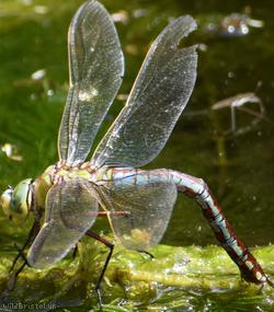 Lesser Emperor