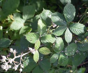 Lamburn Bramble