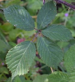 Lamburn Bramble