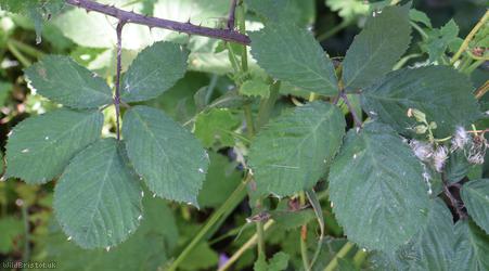 Lamburn Bramble
