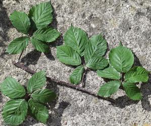 Lamburn Bramble