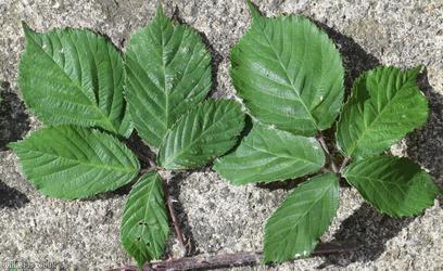 Lamburn Bramble