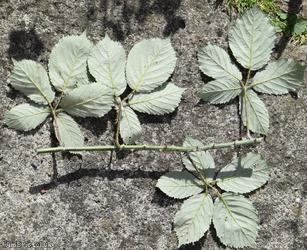 Lamburn Bramble