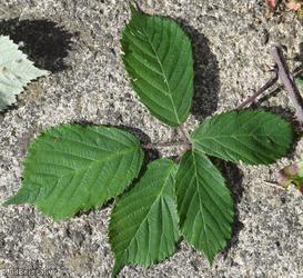 Lamburn Bramble