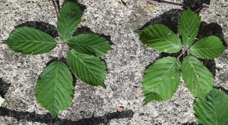 Lamburn Bramble